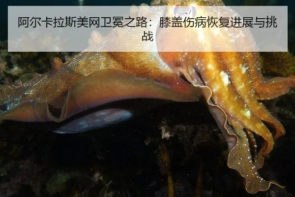 a-er-ka-la-si-mei-wang-wei-mian-zhi-lu-xi-gai-shang-bing-hui-fu-jin-zhan-yu-tiao-zhan-2-719.jpg
